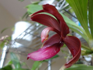 Cycnodes Wine Delight FCC/AOS - Fleur