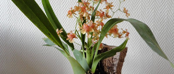 Oncidium twinkel
