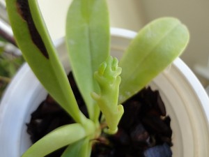 2 boutons floraux sur phalaenopsis Cornu-cervi