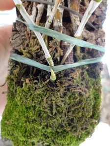 Nouvelle canne sur Dendrobium Unicum