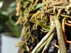 Nouvelle canne sur Dendrobium Pierradii
