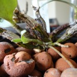Nouvelle canne sur Dendrobium Bellatulum