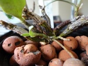 Nouvelle canne sur Dendrobium Bellatulum