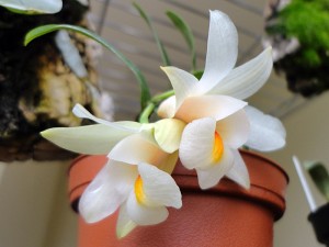 Dendrobium Margaritaceum