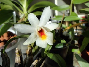 Dendrobium Margaritaceum