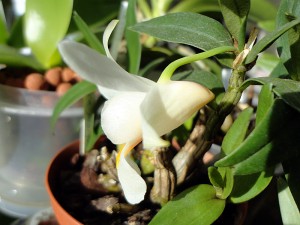 Dendrobium Margaritaceum