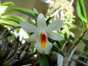 Dendrobium Margaritaceum