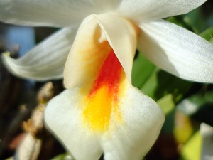 Dendrobium Margaritaceum