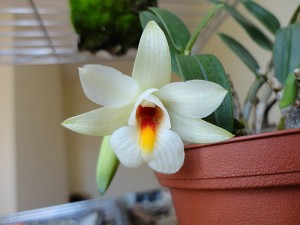 dendro-margaritaceum7