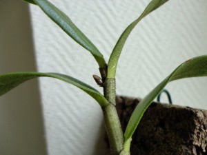 Nouvelle hampe sur Dendrobium Tobaense