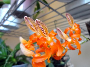 Dendrobium unicum