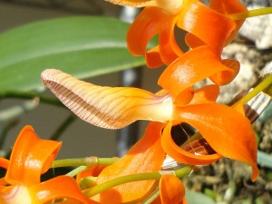 Dendrobium unicum