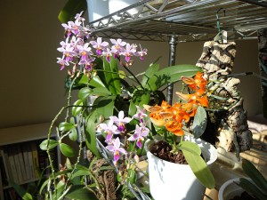 Dendrobium unicum & Phalaenopsis Equestris