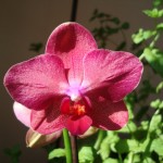 Phalaenopsis (hybride)