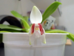 Phalaenopsis Tetraspis C#1