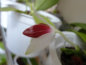 Phalaenopsis Tetraspis C#1