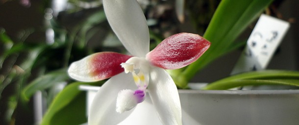 Phal Tetraspis C#1
